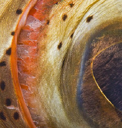 When I looked closely at my photo of a Nassau Grouper's e... by Jim Chambers 